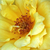 Galben - Trandafir pentru straturi Floribunda - Adson von Melk